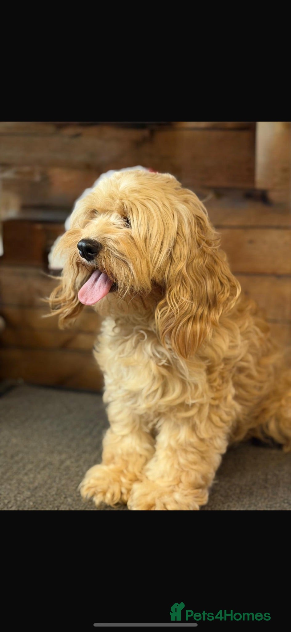 Cockapoo dogs Stunning yankydoodles - Advert 1