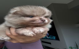 Pomeranian dogs for sale: Lilac and tan, chocolate and tan Pomeranians💜🤎 - Image 4