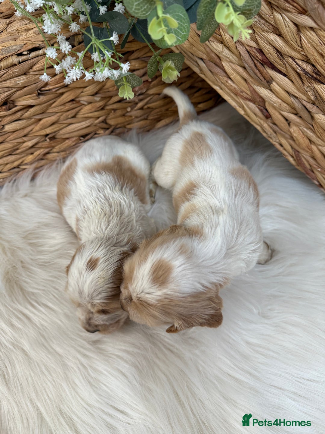 Cocker Spaniel dogs for sale: Quality Health Tested KC Reg Show cocker spaniels  - Advert 25