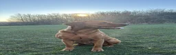 Labrador Retriever dogs for sale: KC Registered Fox Red Lab Puppies Raised Vet’s Hom - Advert 15