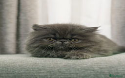 Persian cats for sale: ⭐️ Exceptional Persian x Exotic Kittens ⭐️ - Advert 3