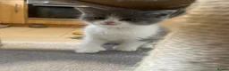Mixed Breed cats for sale: BBSH mixed breed 5 kittens grey black white grey  - Advert 3