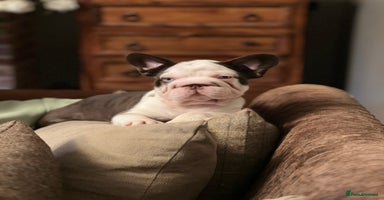 French Bulldog dogs - Advert 8