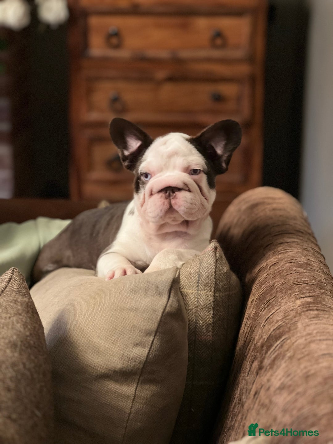 French Bulldog dogs for sale: French Bulldog Puppies  - Image 2