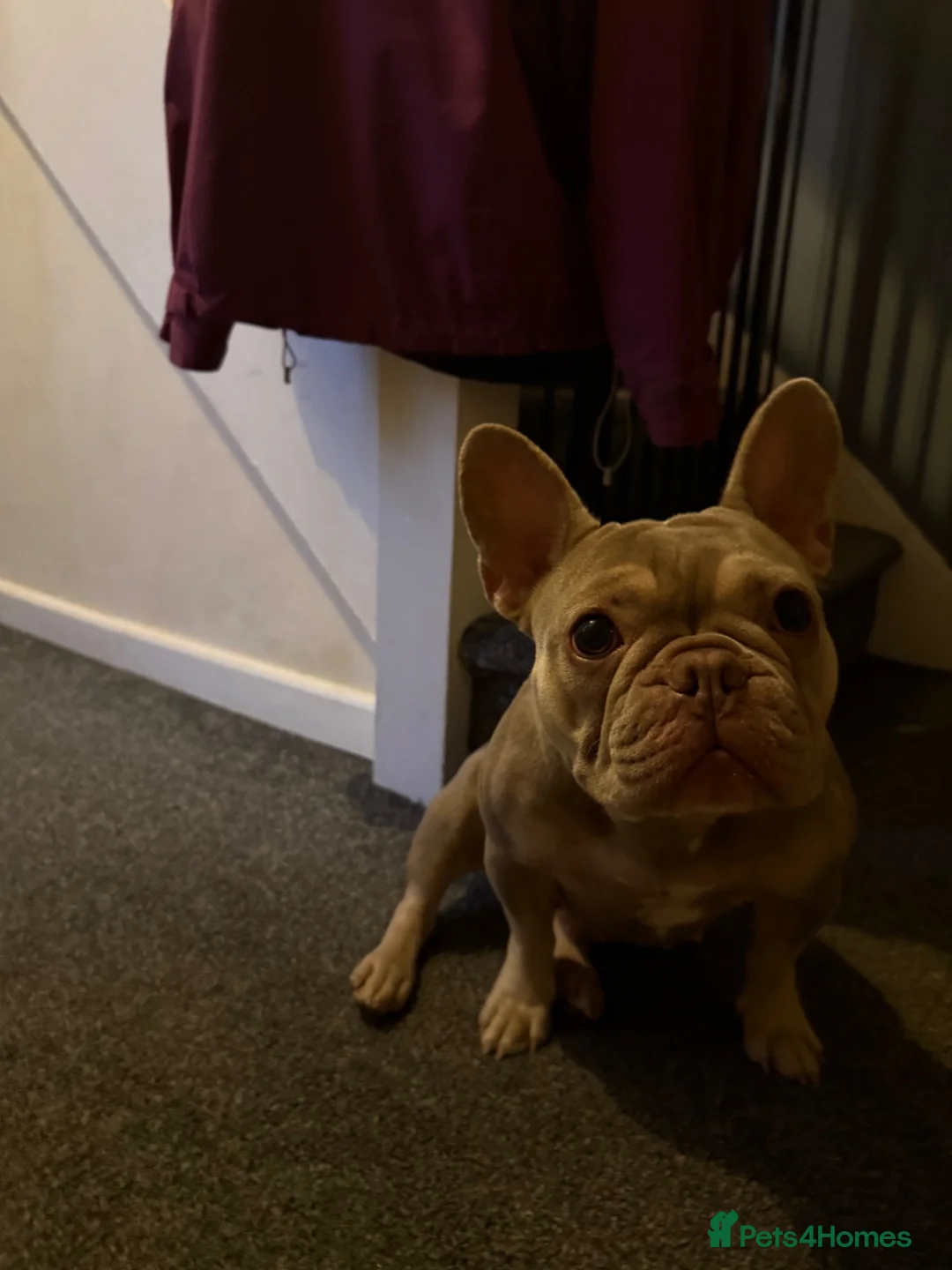 French Bulldog dogs for sale: 1 year old French bulldog female in Newtown - Advert 4