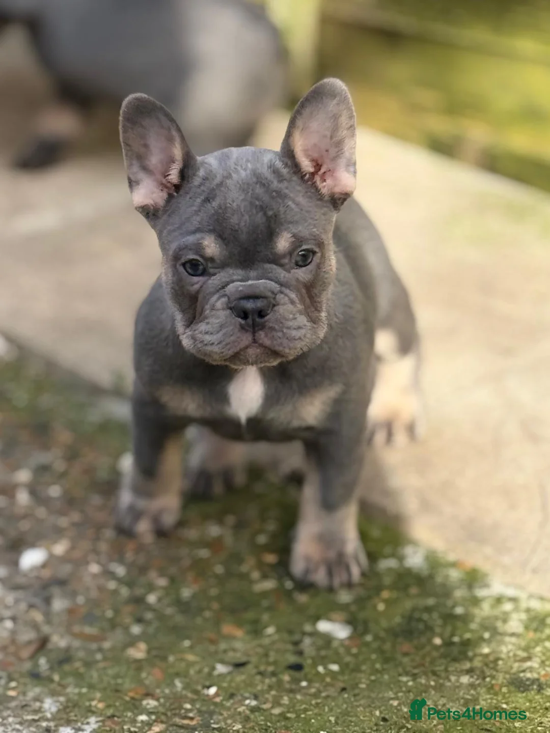 French Bulldog dogs for sale: Frenchies fluffy  in Hounslow - Advert 8