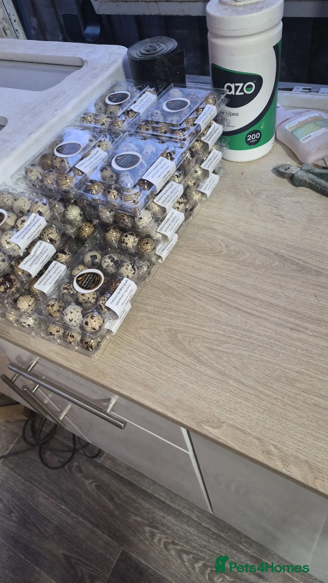 Quail poultry for sale: Quail and eggs for hatching  in Sheffield - Advert 1