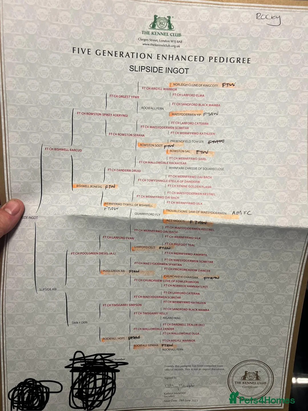 Cocker Spaniel dogs for stud: Champion bred Working cocker spaniel stud dogs  in Middlewich - Advert 5