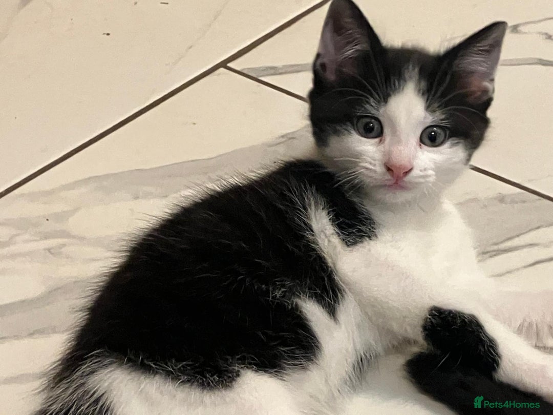 Mixed Breed cats for sale: Adorable Kitten  - Advert 6