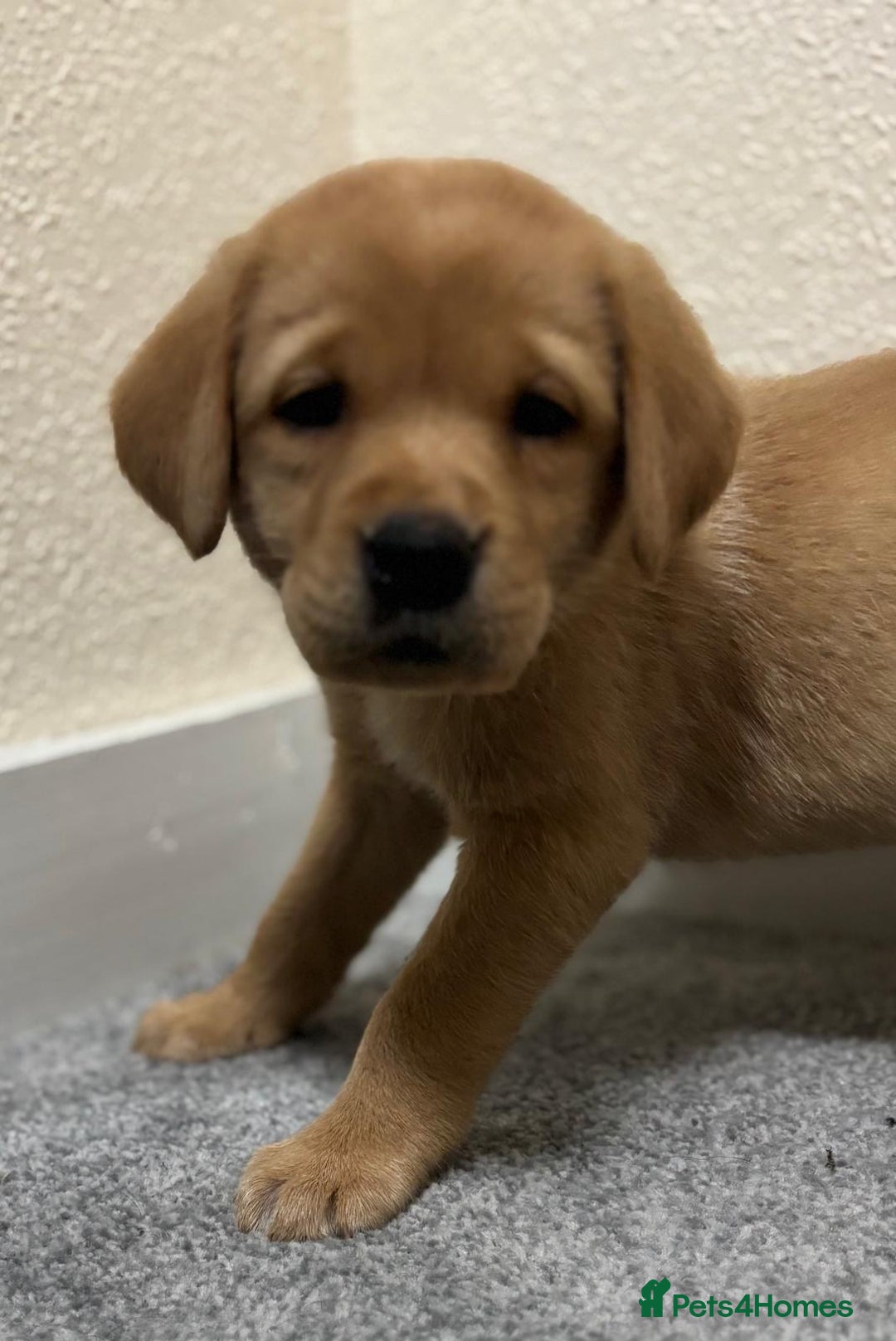 Labrador Retriever dogs for sale: Labrador puppies - Advert 26