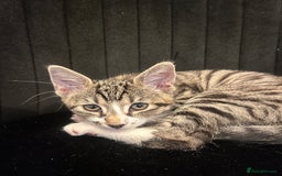 Mixed Breed cats for sale: Male white tabby available for rehoming - Image 6