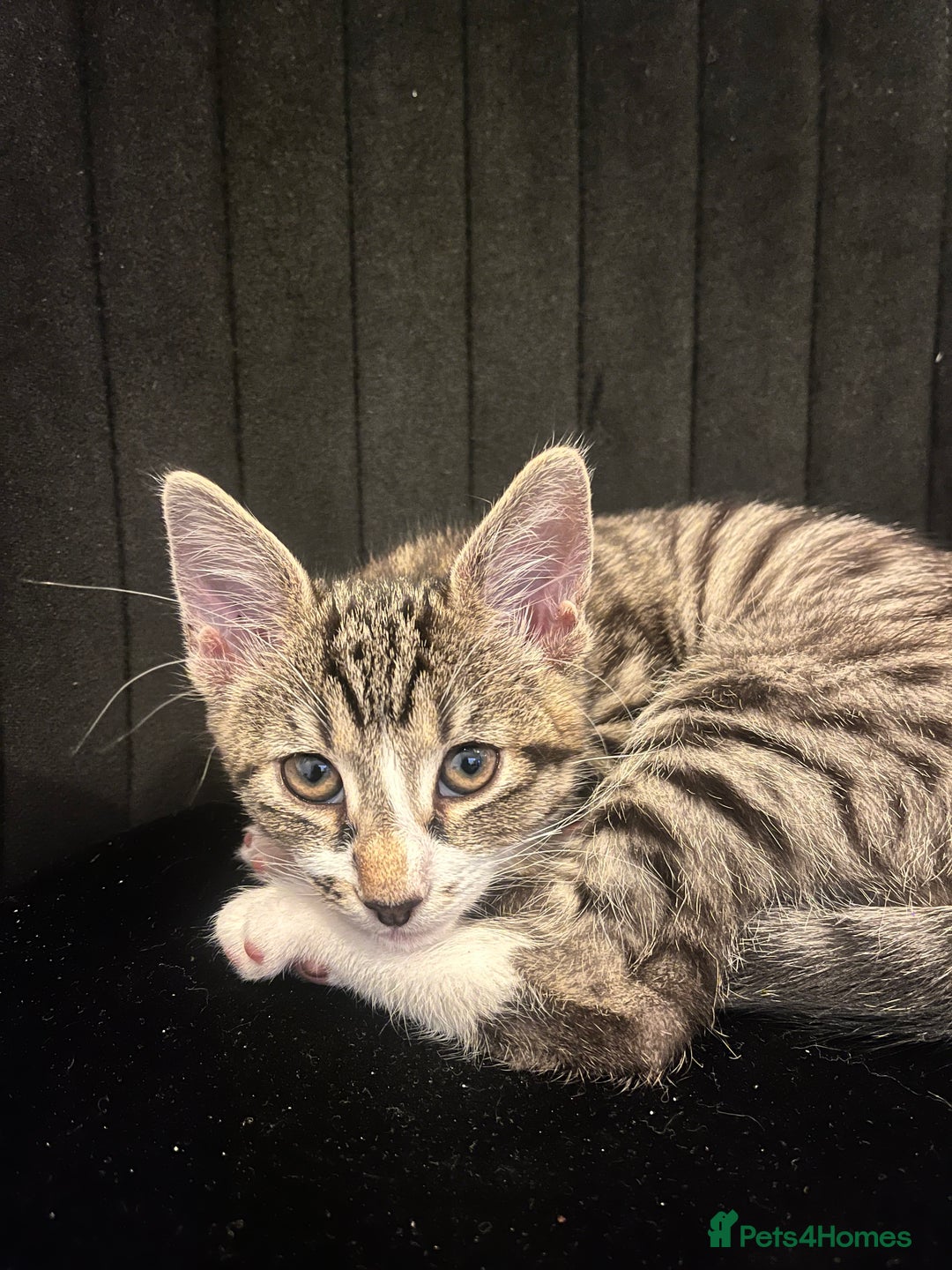 Mixed Breed cats for sale: Male white tabby available for rehoming - Image 6