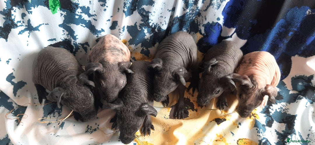 Guinea Pig rodents for sale: Skinny pig baby boys and werewolf baby girl.  - Image 7