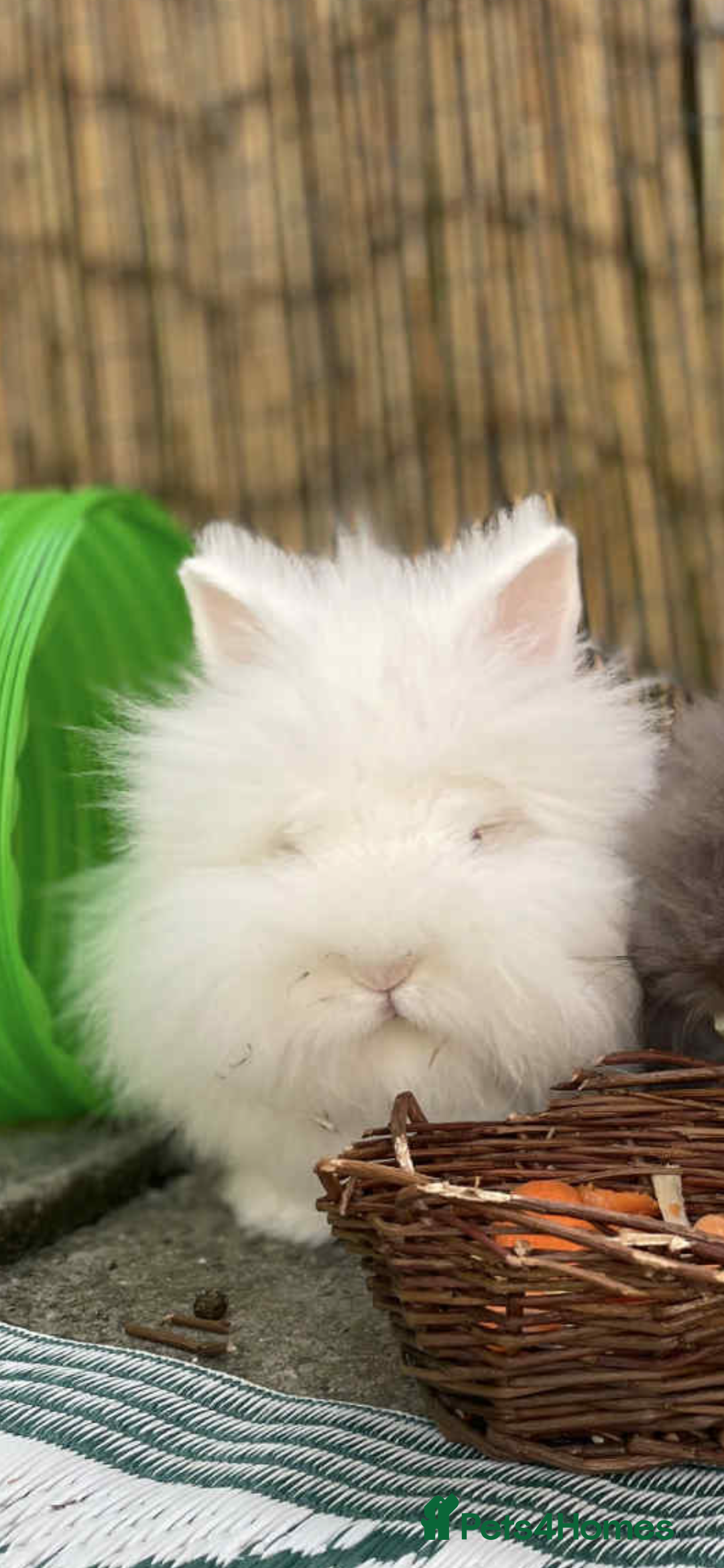 Lionhead rabbits for sale: Double mained lionhead rabbits - Image 2