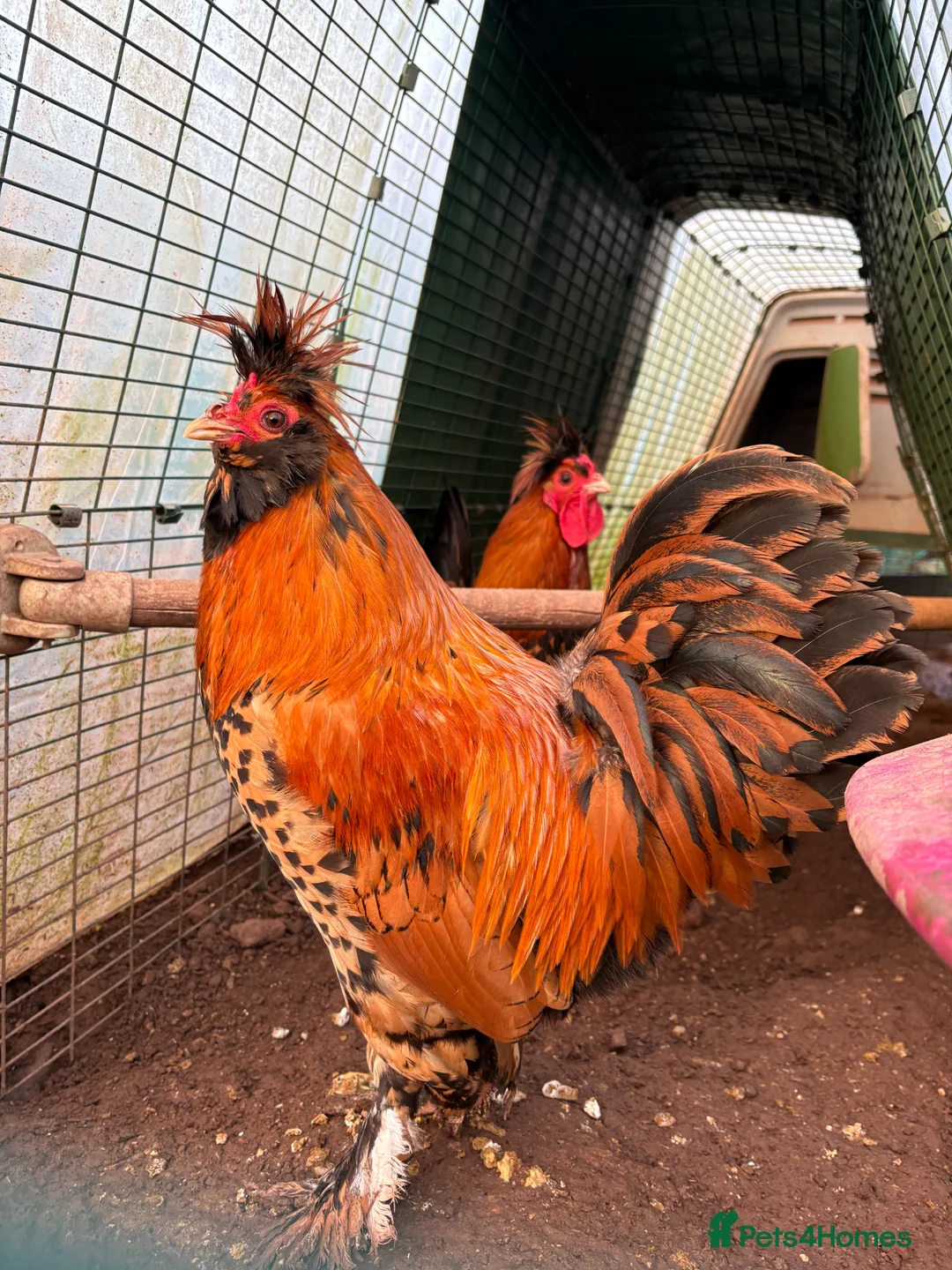 Chickens poultry for sale: Pavlovskya Trio ( 2 hens 1 cockerel) - Advert 2