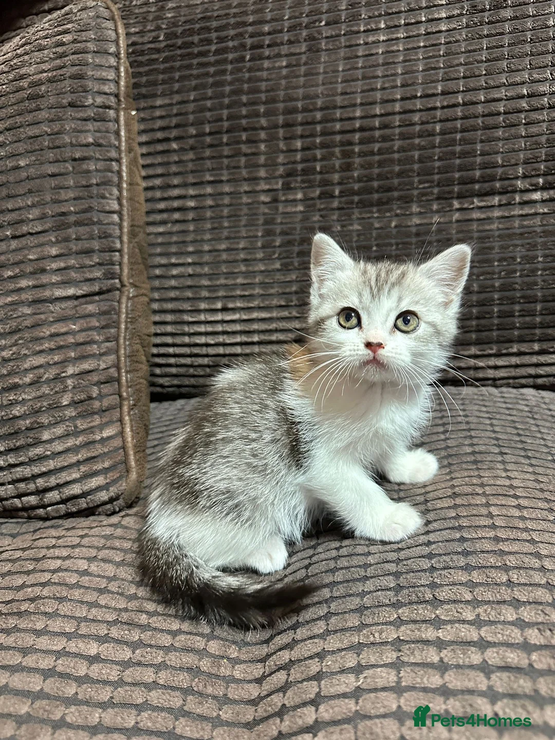 Manx cats for sale: ❤️ 5 adorable & mischievous Manx kittens  ❤️ - Advert 4