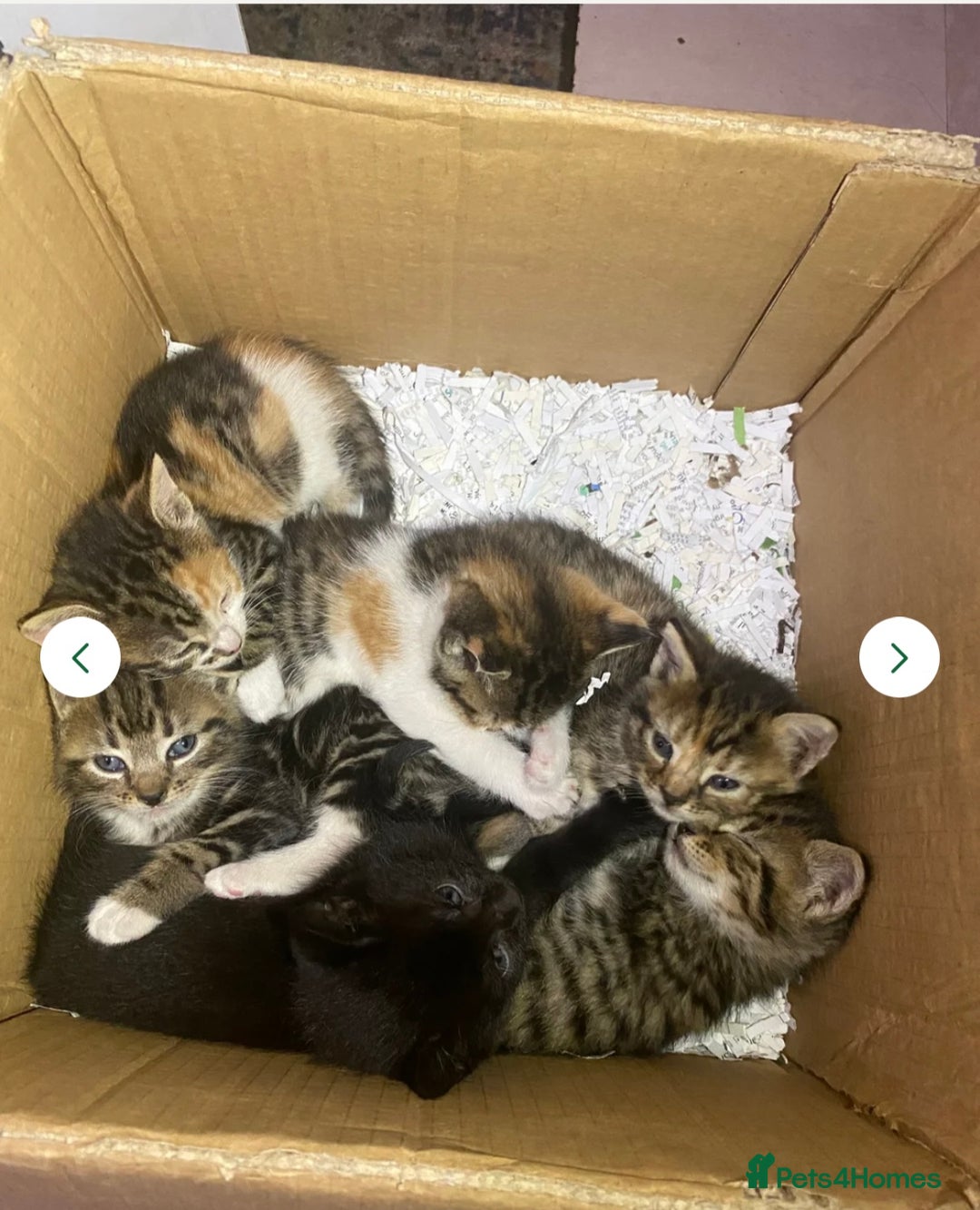 British Shorthair cats for sale: Calico kitten female  - Image 6
