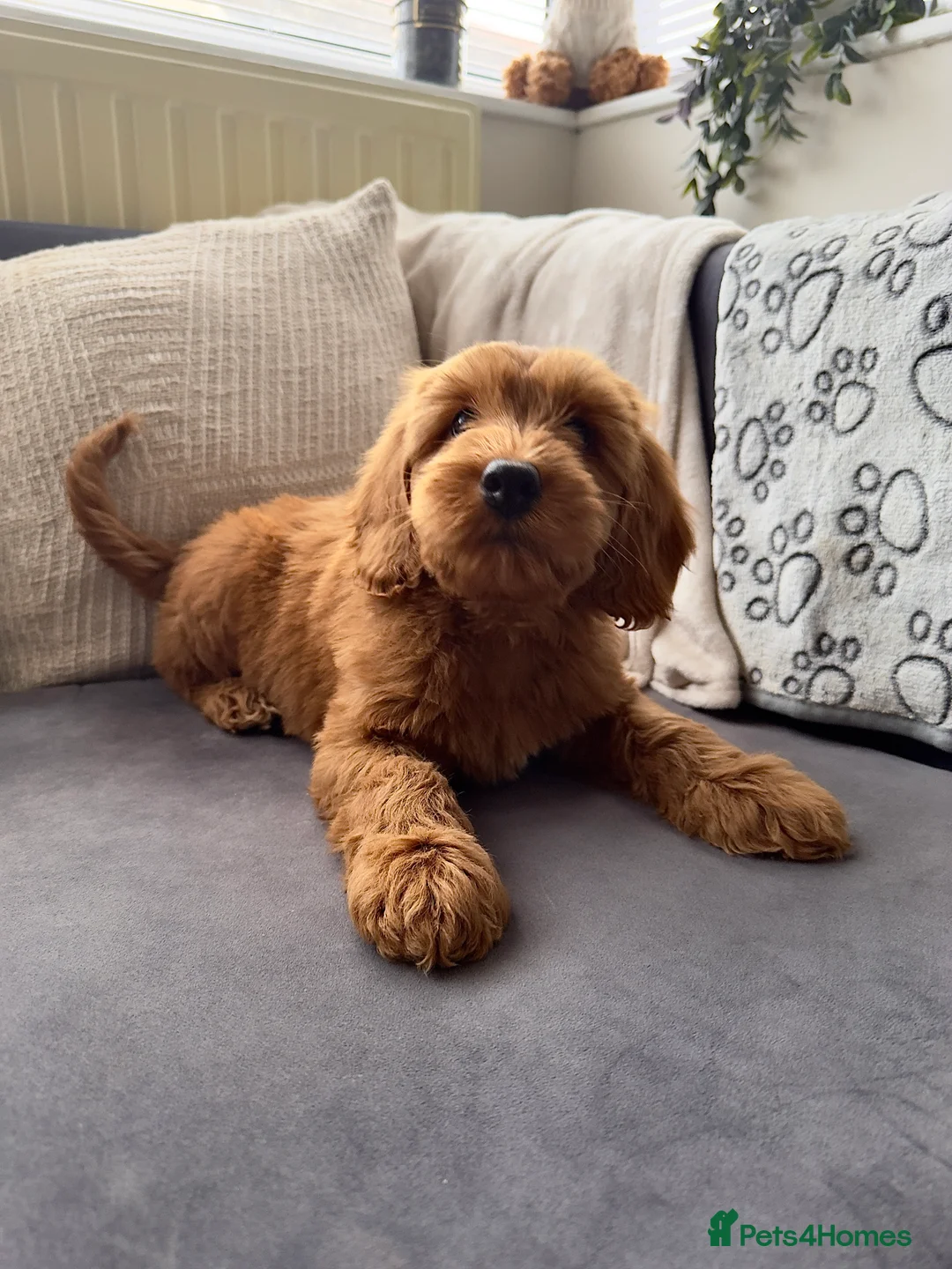Australian Labradoodle dogs for sale: WALA Superior Australian Labradoodles-Waiting List - Advert 12
