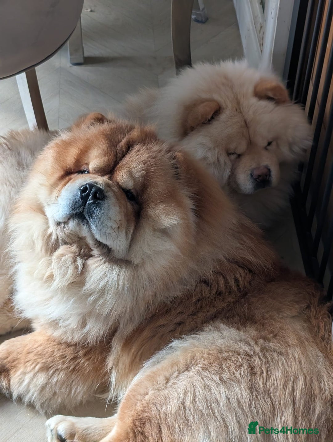 Chow Chow dogs for stud: 2 Gorgeous males for stud  - Advert 3