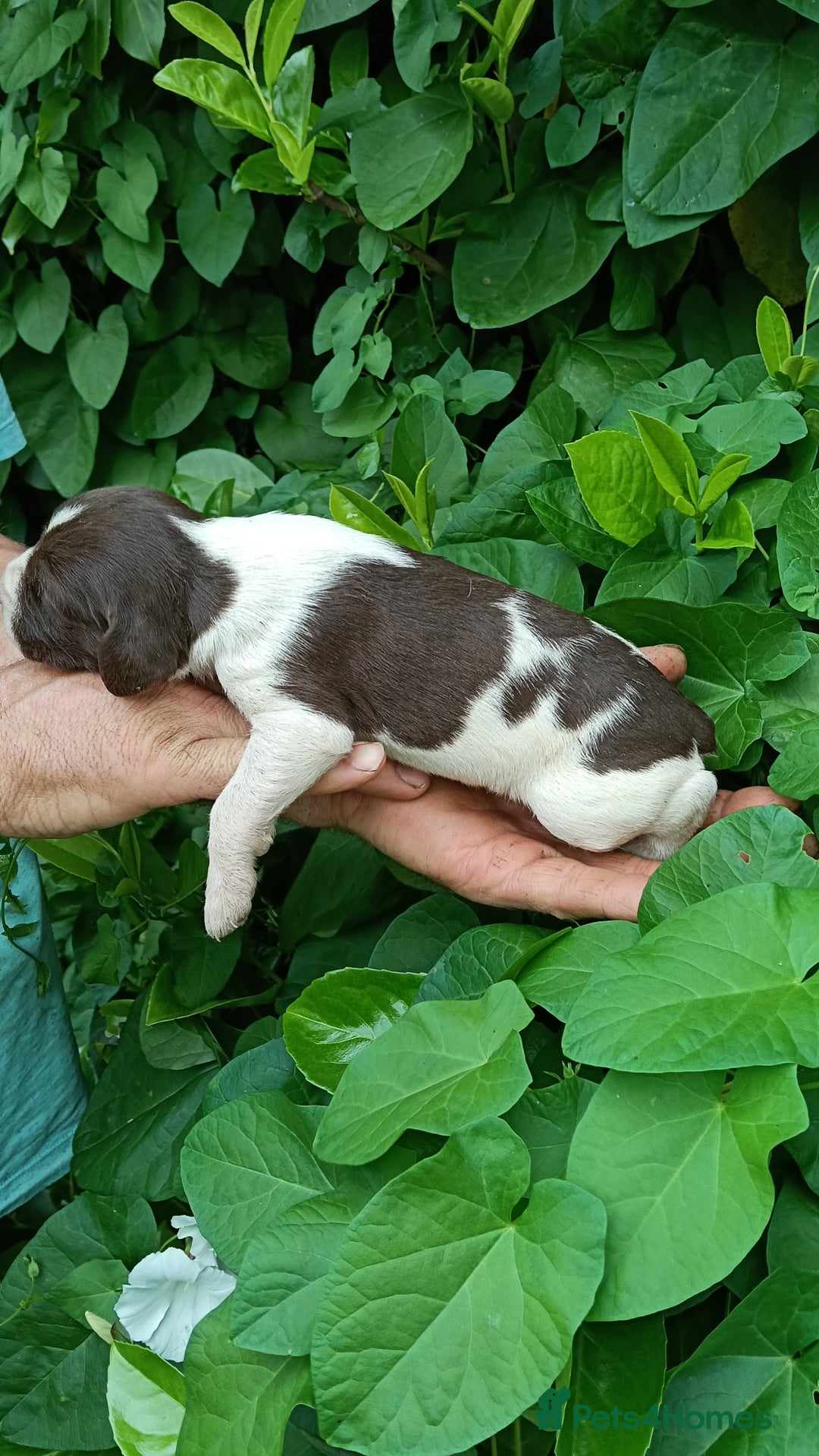 Mixed Breed dogs for sale: New Norfolk Spaniels- Ready Now - Image 24