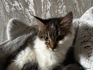 Domestic Shorthair cats Fluffy tabby & white female and fluffy tabby male - Advert 3