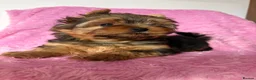 Yorkshire Terrier dogs for sale: Beautiful Yorkshire terrier pups🩵🩷 - Advert 15