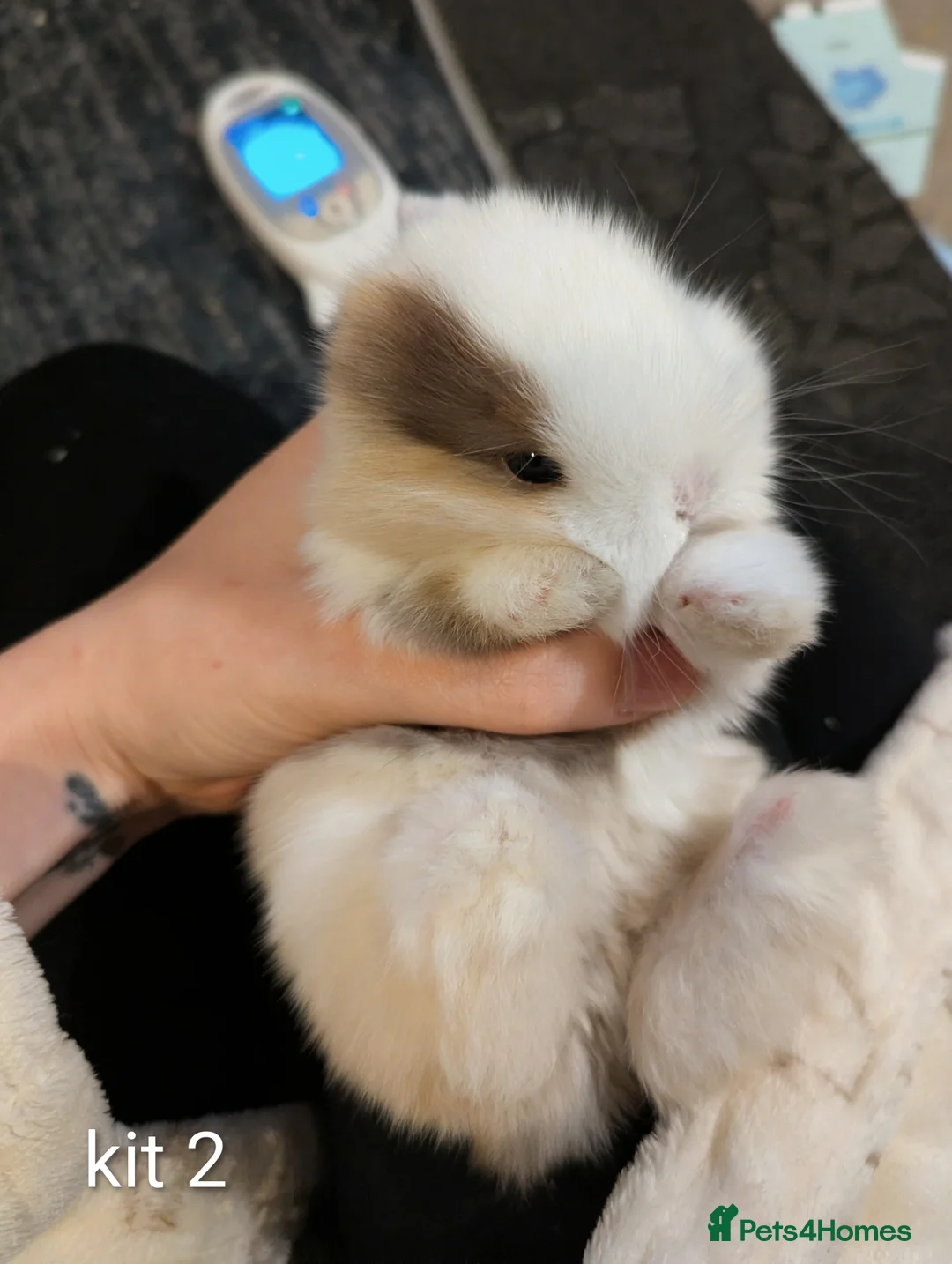 Mini Lop rabbits for sale: Pure bred mini lops (indoor only) - Advert 10