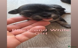 Chihuahua dogs for sale: KC Champion Lines Miniature Chihuahua Puppies - Image 19