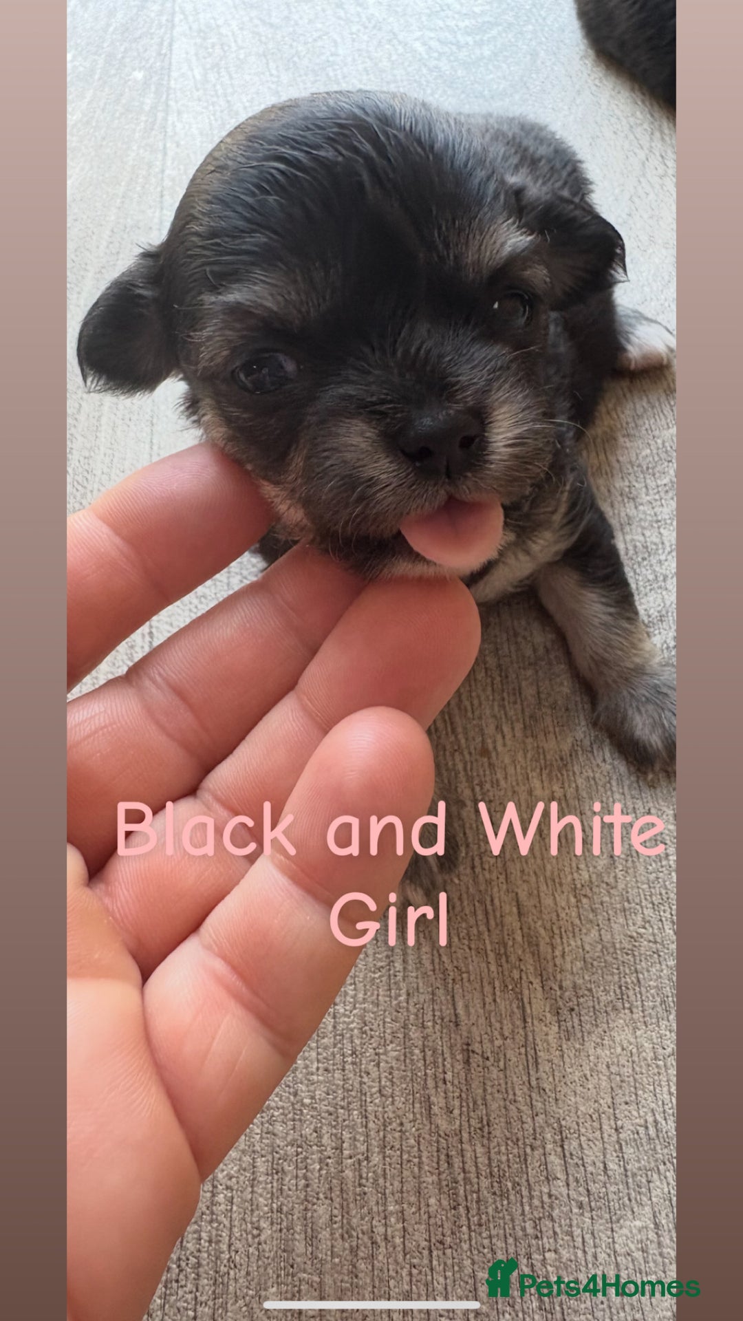 Chihuahua dogs for sale: KC Champion Lines Miniature Chihuahua Puppies - Image 19
