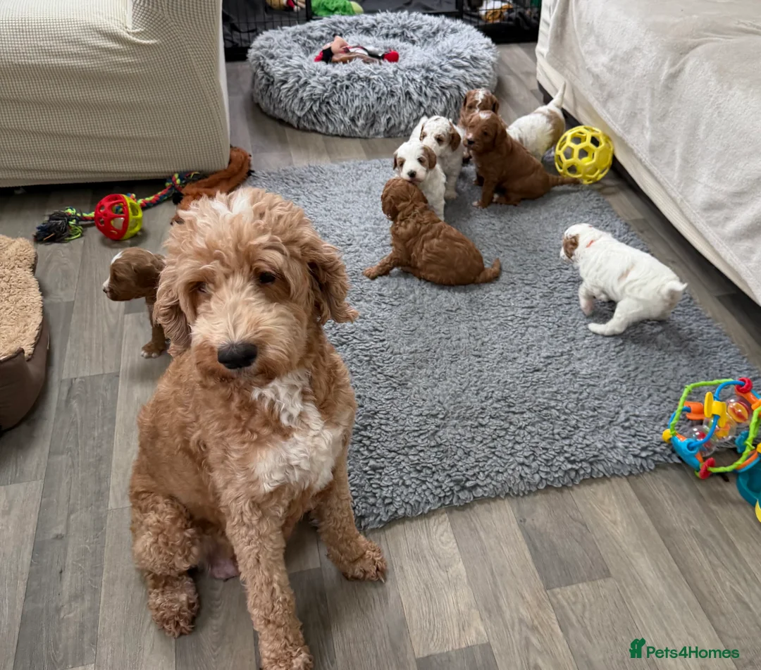 Australian Labradoodle dogs for sale: Australian labradoodle Puppies - Advert 2