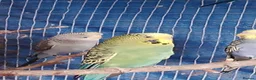 Budgerigars birds for sale: 2 pairs of adult budgies  - Advert 3