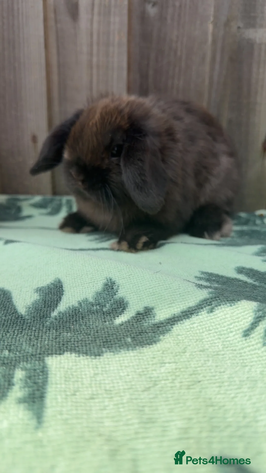 Mini Lop rabbits for sale: 2 Pure bred mini lops ready now - Advert 6