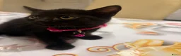 Mixed Breed cats for sale:  Mix British short hair kitten  - Advert 3