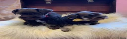 Miniature Schnauzer dogs for sale: 5*Licensed RKC Chocolate Schnauzers H/T  - Advert 14