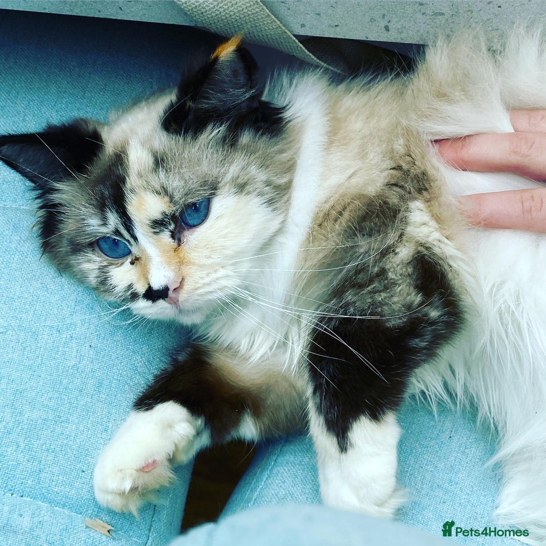 Ragdoll cats for sale: X3 Ragdolls (Flame point, bicolour and seal point) - Image 16