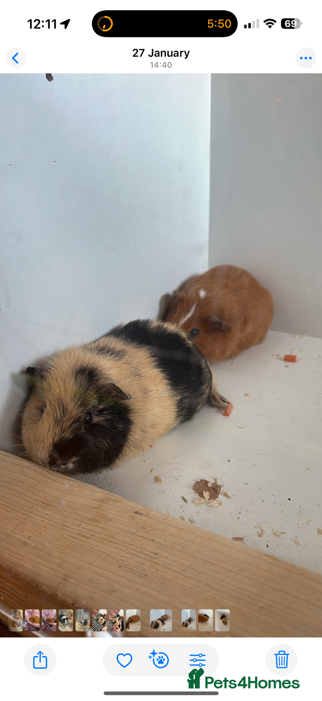 Guinea Pig rodents for sale: Sweet guinea pig boys for sad rehome  - Image 4