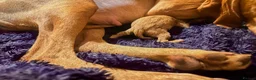Hungarian Vizsla dogs for sale: HUNGARIAN VIZSLA PEDIGREE PUPS • ALFORD SCOTLAND - Advert 3