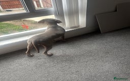 Weimaraner dogs for sale: Beautiful weimanaer bitch - Image 2