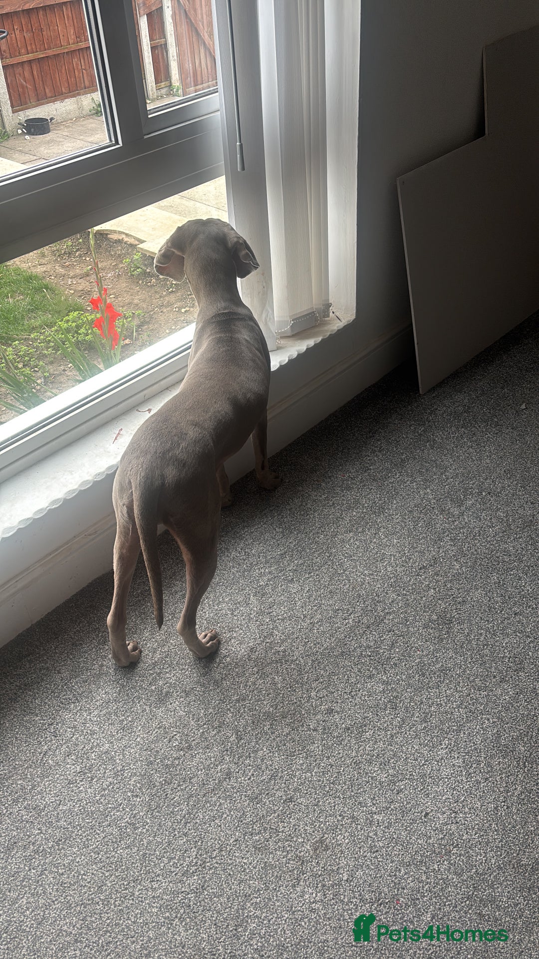 Weimaraner dogs for sale: Beautiful weimanaer bitch - Image 2