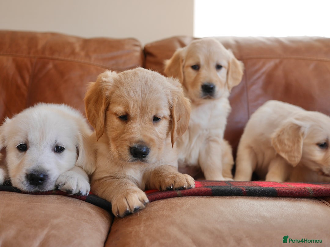 Golden Retriever dogs for sale: Quality KC Health Tested Golden Retriever Puppies - Advert 10