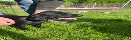 Springador dogs for sale: Springadors  - Advert 4