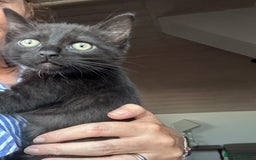 Ragdoll cats for sale: Beautiful Ragdoll X Kittens  - Image 16