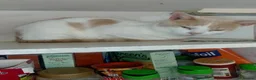 Turkish Van cats for sale: Turkis van  in Rochester - Advert 2