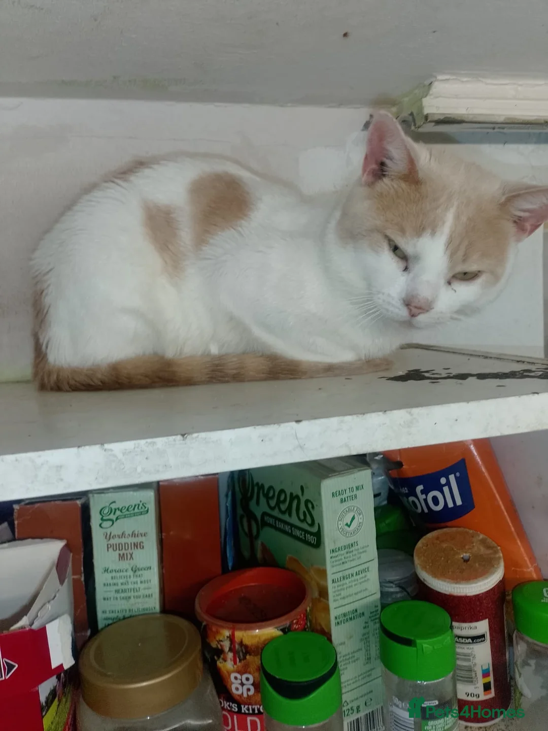 Turkish Van cats for sale: Turkis van  in Rochester - Advert 2