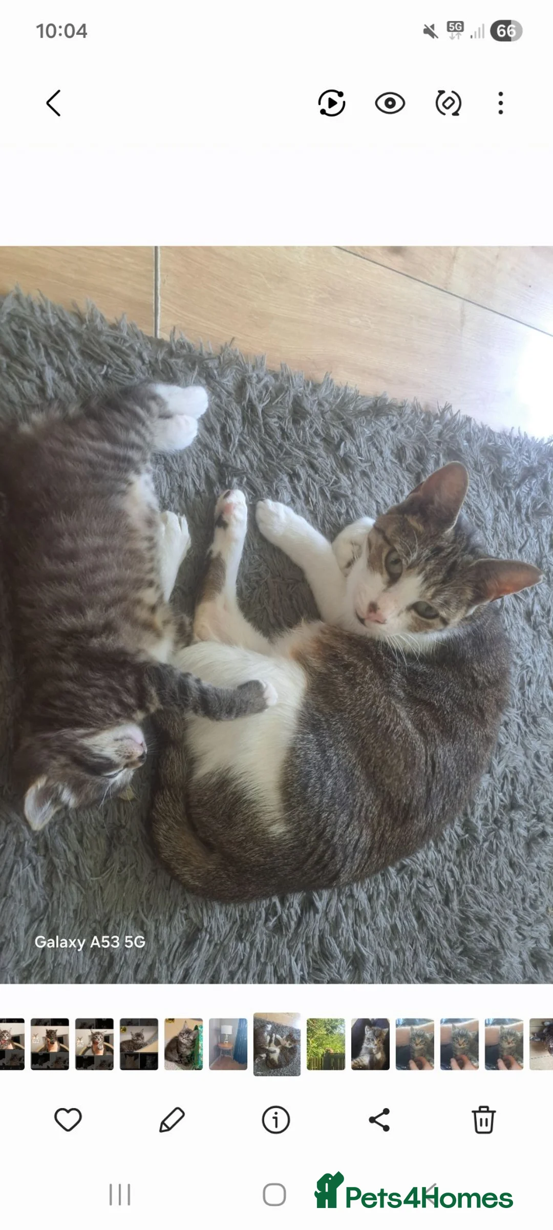 Mixed Breed cats for sale: 1 beautiful male kitten. - Advert 2
