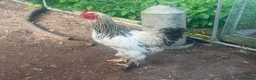 Mixed Breed livestock for sale: Chicks hens and roosters for sale  - Advert 5