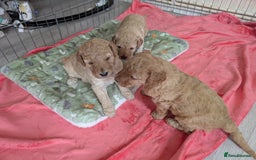 Labradoodle dogs for sale: Stunning F1B mini labradoodles *1 girl, 1 boy* - Image 8