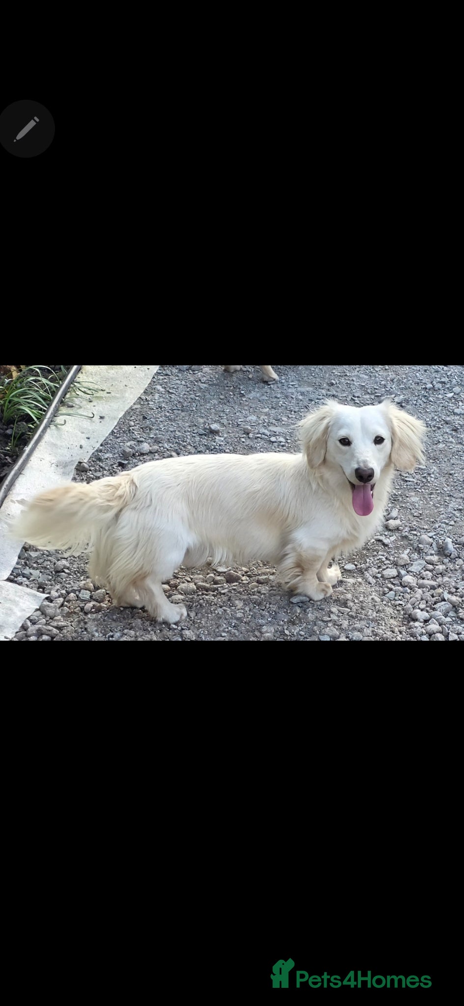 Miniature Dachshund dogs ⭐️STUNNING ee/ii DOUBLE INTENSITY CREAM STUD⭐️ - Advert 3