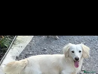 Miniature Dachshund dogs ⭐️STUNNING ee/ii DOUBLE INTENSITY CREAM STUD⭐️ - Advert 3