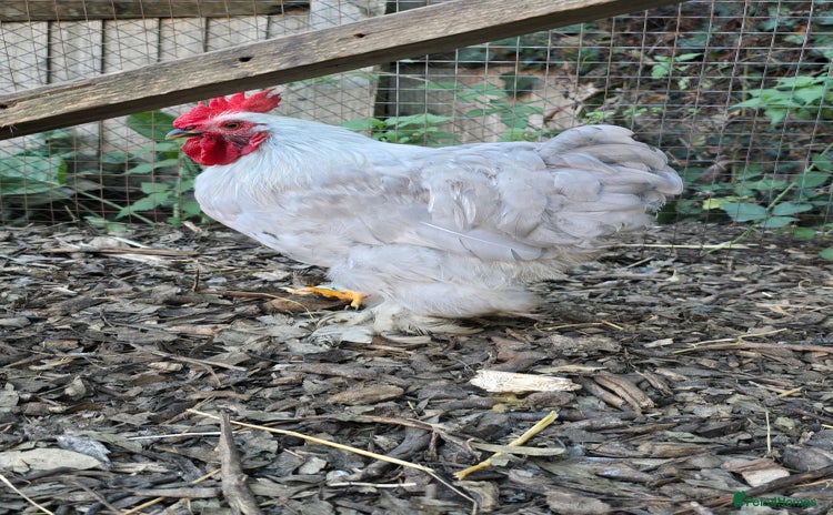 Chickens poultry - Advert 7